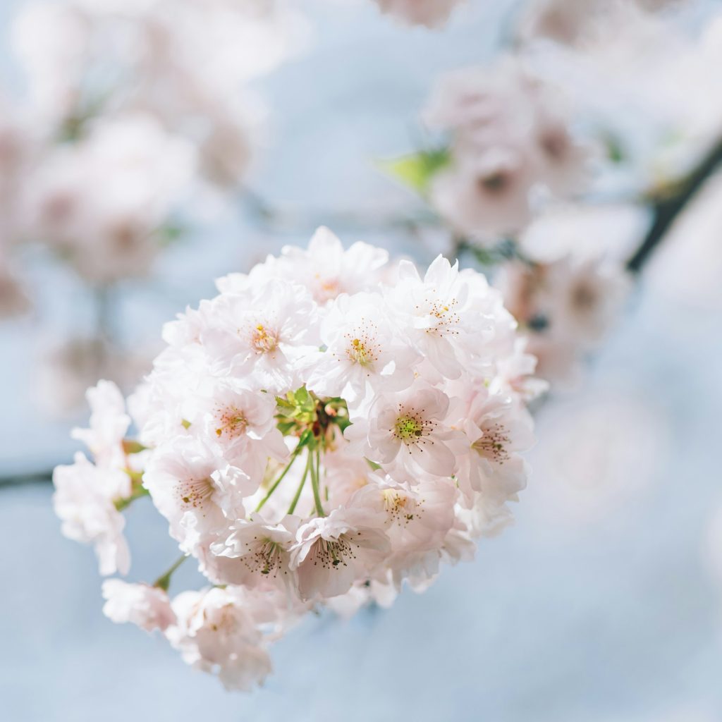 Beautiful nature scene with blooming cherry tree in spring